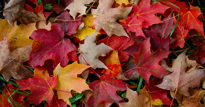 Guess What Time It Is? It Is Time To Start Raking! image